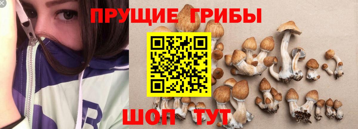 Псилоцибиновые грибы прущие грибы  Вход с VPN  продажа наркотиков  Шатура 